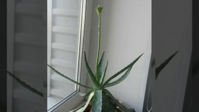 Цветение алоэ смотреть онлайн