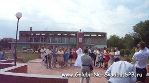 Выпуск 100 голубей на свадьбу