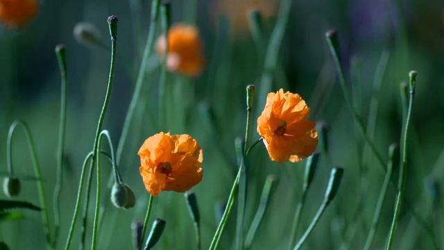 Цветочные фантазии смотреть онлайн