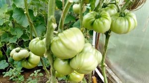 Томат Мамонт немецкий золотой