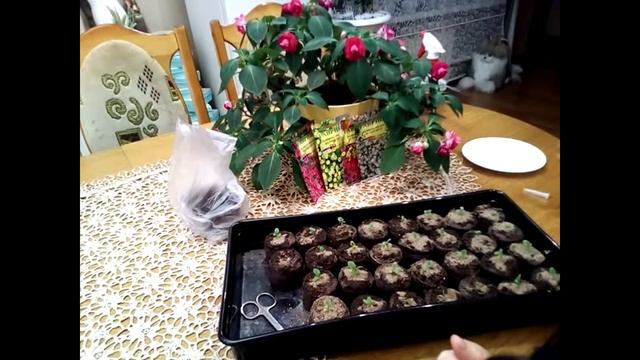 Калибрахоа - мечта цветоводов