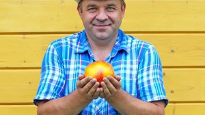 Томат Дыневый мёд F1, как ласково мы его называем Дынюшка!