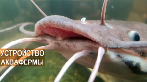 Устройство фермы по разведению клариевого сома. Тульская область