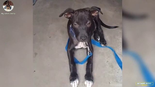 5kg Food free lease & coller free | With APBT puppy in cheap price