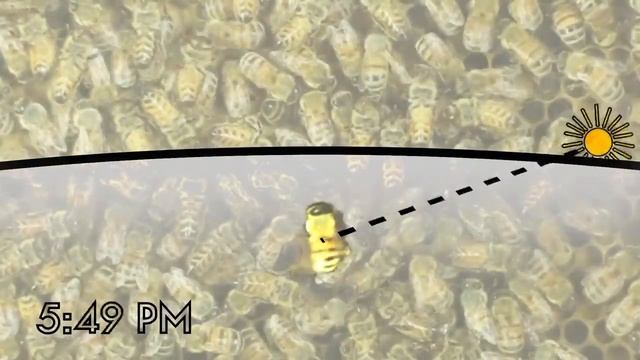 Как пчелы находят дорогу домой? Загадка пчелиного танца-языка смотреть онлайн