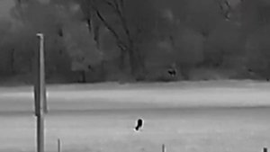Hikmicro LE15 demonstrasie video