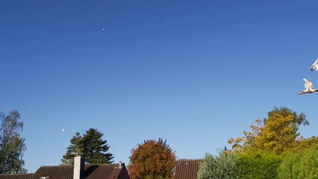 Полёт бойных голубей 20.09.20 смотреть онлайн