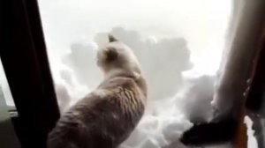 Кошки наши любимые животные Cats our favorite animals