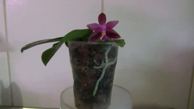 Цветение ароматной орхидеи Phal. Yaphon Sensation