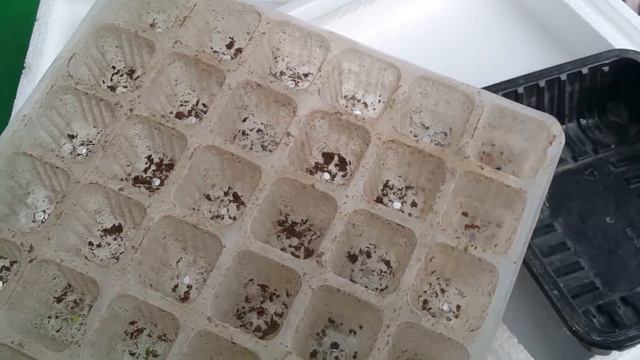 다육식물 잎꽂이 절대 스프레이 사용하지 마세요. 준비부터 관리까지 ; succulents ; suculentas ; 多肉植物 смотреть онлайн