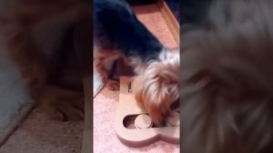 Лайфхак если собака не хочет есть из миски...