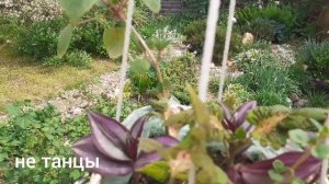 🌿Мои фуксии в кашпо из бумажной лозы и не только.