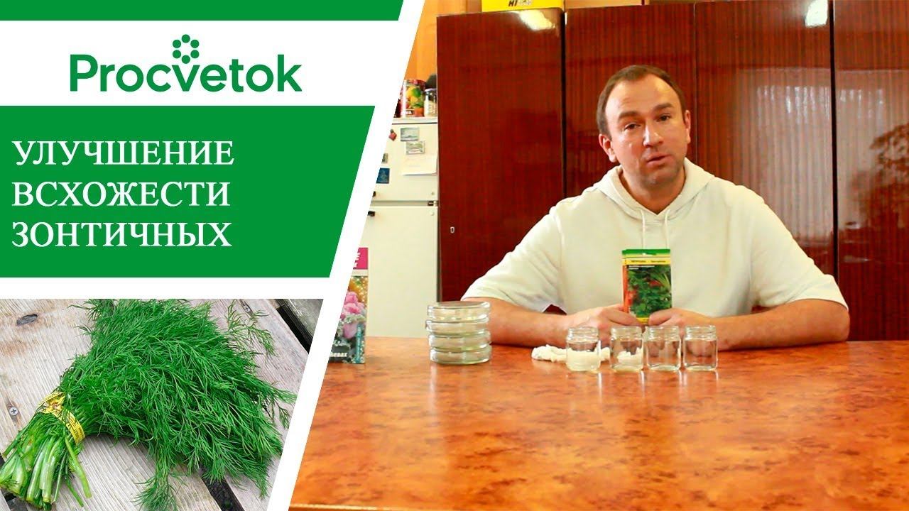 Морковь, укроп, петрушка - повышаем всхожесть семян.