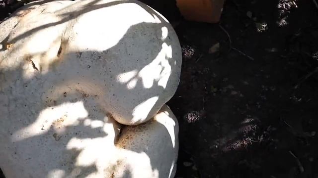 Очень смешной и большой гриб дождевик!!! смотреть онлайн