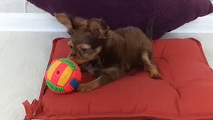 Той терьер длинношерстный, русский той, московский той