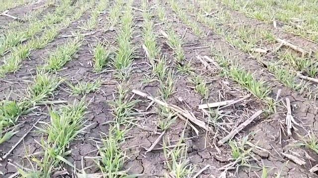 озимый ячмень на 4 день после подкормки КАС 32 . озимая пшеница