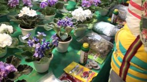 МИСС ФИАЛКА 2019