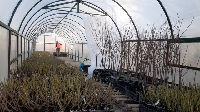 Обработка роз весной! Купили новый препарат!!! смотреть онлайн