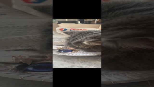 Пуша кушает