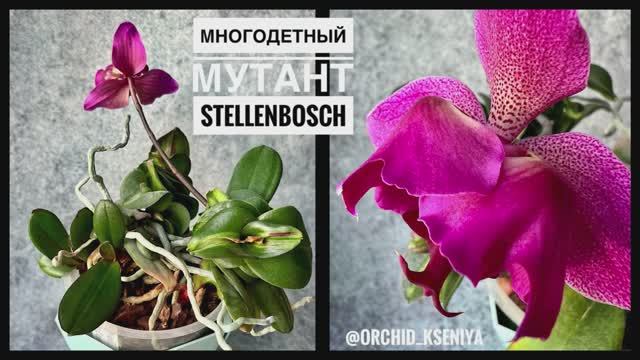 Phal. Stellenbosch peloric (3-lips)? Много детей, и у всех генетическая мутация листьев!? Обзор