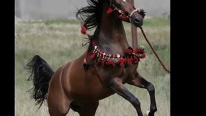 Терский конный завод