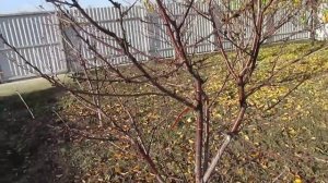 ОБРЕЗКА МОЛОДОЙ ВИШНИ НА УРОЖАЙ, Обрезка однолетних побегов на вишне.