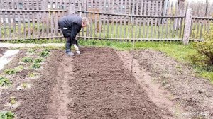 Сажаем свеклу и морковь.