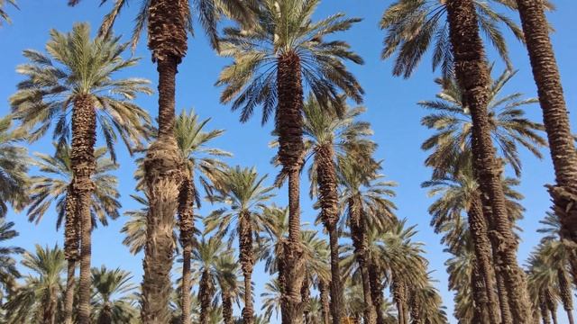 Израиль. Чудесное воскрешение финиковой пальмы. смотреть онлайн