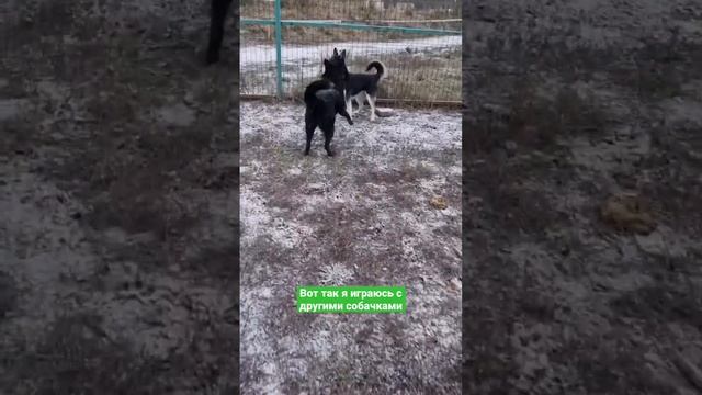 Черная красавица Хельга из приюта Щербинка - молодая, ласковая и активная собака, мечтающая о доме смотреть онлайн