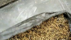 САМОЕ ЭФФЕКТИВНОЕ СРЕДСТВО В БОРЬБЕ С ГРИБКОВЫМИ ЗАБОЛЕВАНИЯМИ НА ПРИУСАДЕБНОМ УЧАСТКЕ, ДАЧЕ!?