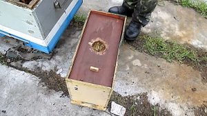 Наглядный способ быстрого расширения пасеки Отводки пчел Подсадка маток