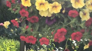 Calibrachoa mini petunia