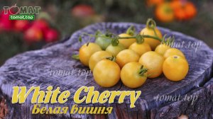 Томат White Cherry или Белая вишня. Аэлита. И история о том, на что толкает желание быстрой наживы