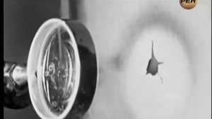 Почему скрывают открытие Теслы и кто такой на самом деле Эйнштейн?