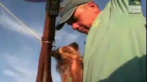 Йоркширский терьер