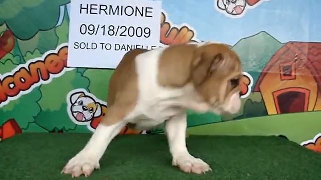 English bulldog For Sale - Hermione - http://www.bullcanes.net - ceo@bullcanes.net смотреть онлайн