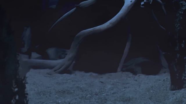 Кот Который Ест Змей И Скорпионов. Барханный Кот- Самый Выносливый Кот В Мире.... смотреть онлайн