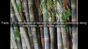 Dendrocalamus giganteus Top  #7 Facts