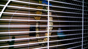 Как ночью спят мои волнистые попугаи