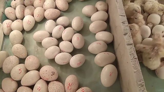 1. Инкубация утиных яиц "мулардов" и мускусной утки (индаутки). 2. "Цокнутое" яйцо, что делать?