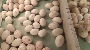 1. Инкубация утиных яиц "мулардов" и мускусной утки (индаутки). 2. "Цокнутое" яйцо, что делать?
