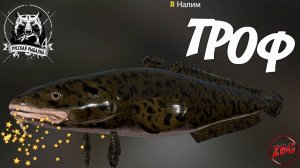 НАЛИМ - ТРОФ - р. БЕЛАЯ  РУССКАЯ РЫБАЛКА 4 | RUSSIAN FISHING 4@Z-B-G 