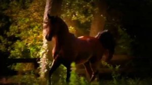 Выйду ночью в поле с конём, укулеле слушать