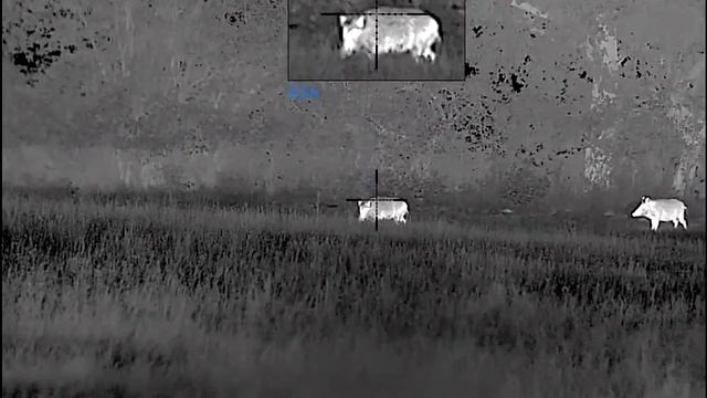 Hunting with Pulsar Thermion 2 XP50 смотреть онлайн