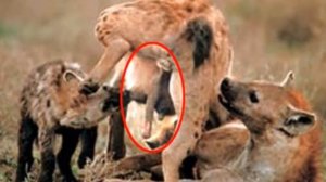 ТОП 10 Ужасные Спаривания Животных в сравнении с Ч