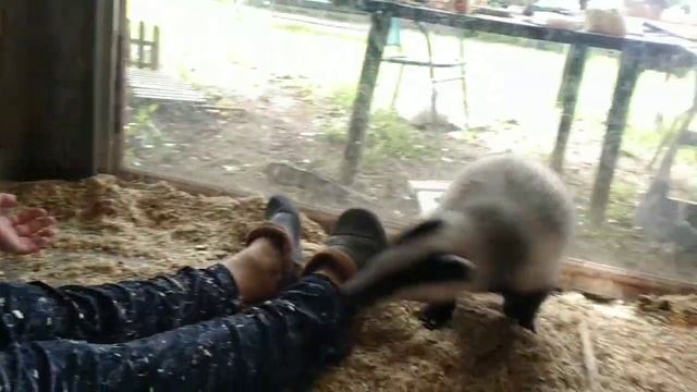 Лукерья собственной персоной. Домашний барсук смотреть онлайн