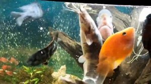 Онлайн-путешествие по аквариуму «Рассказ- про аквариумных рыбок для детей»