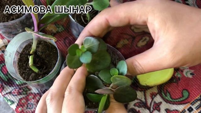 Ең ОҢАЙ әрі ТЕЗ отырғызу ТӘСІЛІ❗️❗️❗️ смотреть онлайн