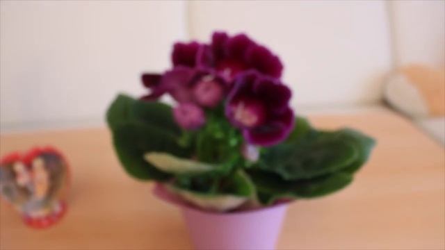 ГЛОКСИНИЯ : КАК ВЫРАЩИВАТЬ ГЛОКСИНИЮ ? #СИНИНГИЯ ЦВЕТУЩИЕ 1часть #глоксиния #oldenburgru#39 смотреть онлайн