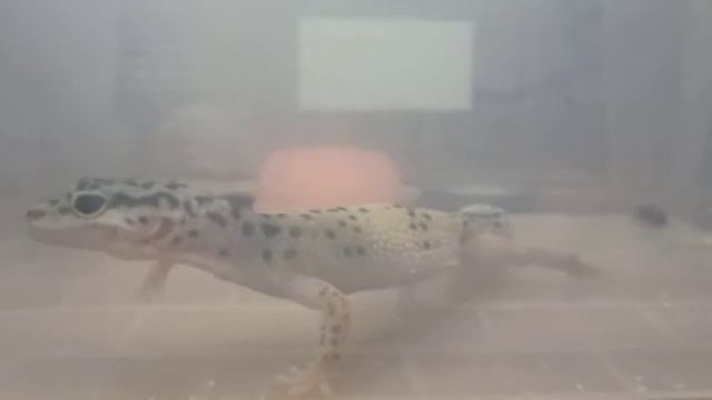 Эксперимент! Эублефар Горошек и таракан Periplaneta americana. Есть или не есть - вот в чём вопрос? смотреть онлайн